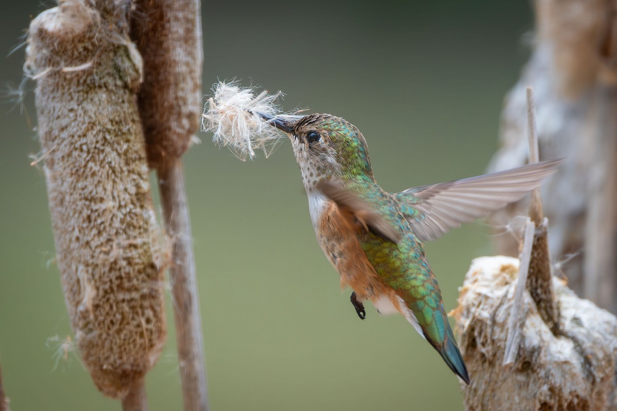 Rufous Hummingbird - Anne Spiers