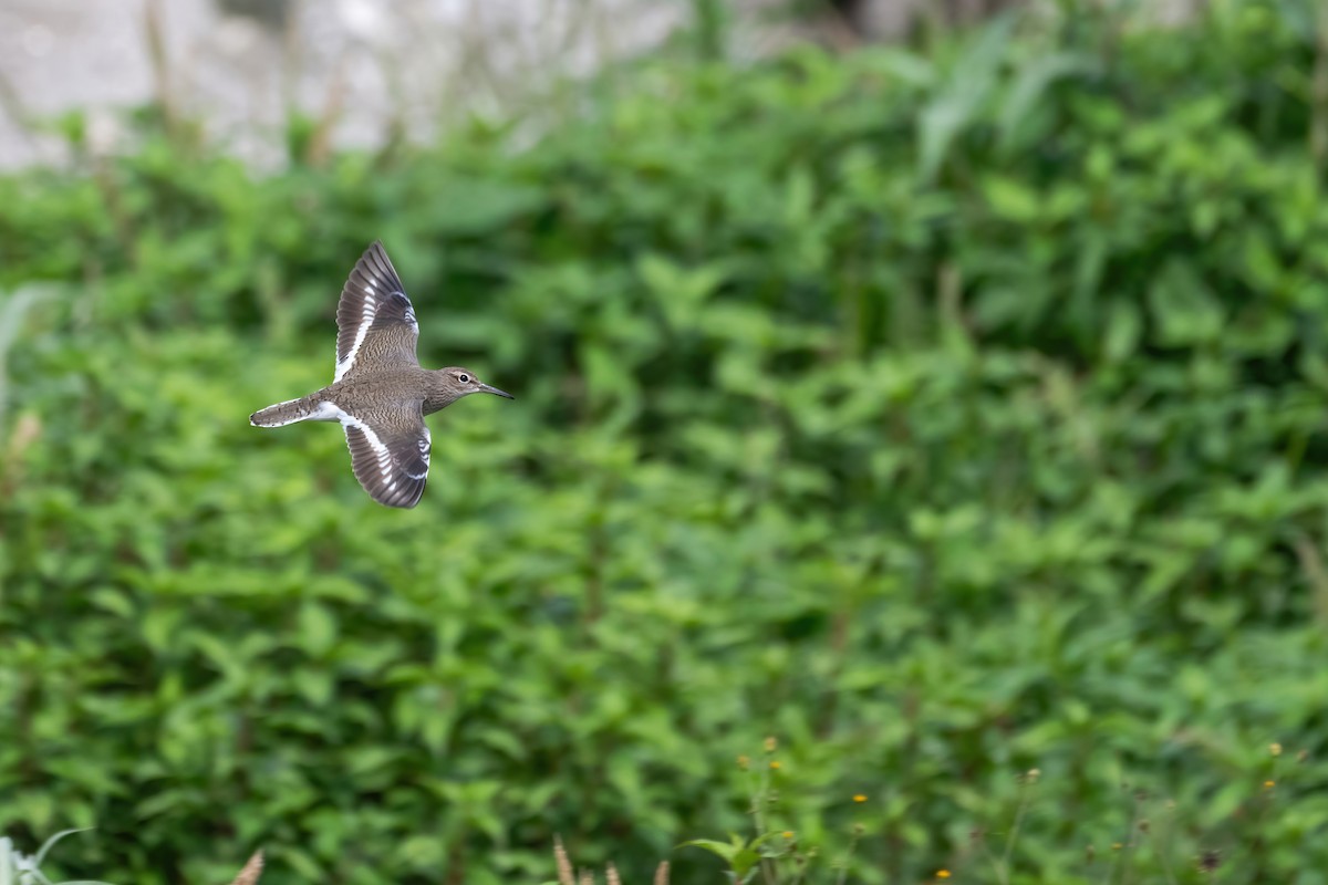 Common Sandpiper - Deepak Budhathoki 🦉