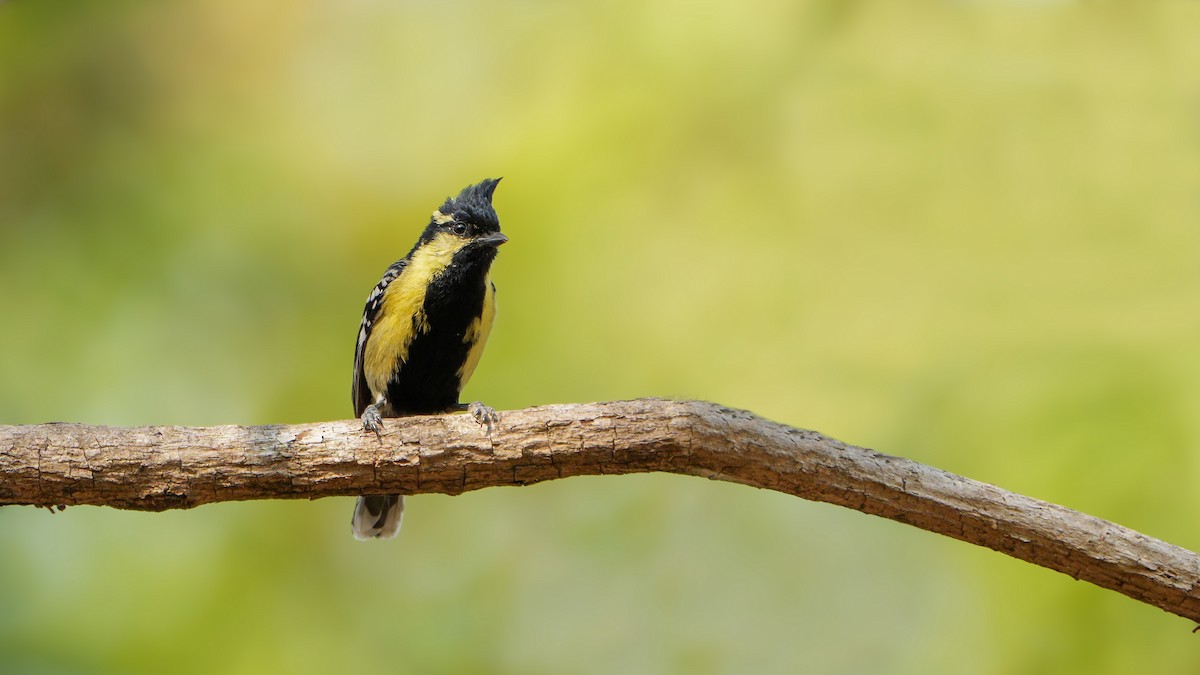 Indian Yellow Tit - Manoj ch