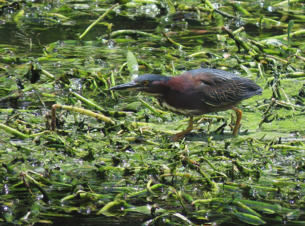 Green Heron - Michal Bardecki