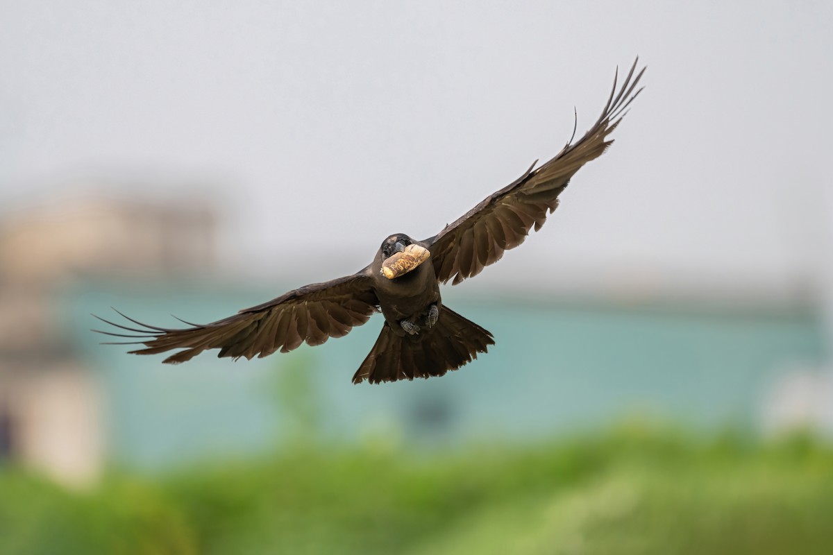 House Crow - Deepak Budhathoki 🦉