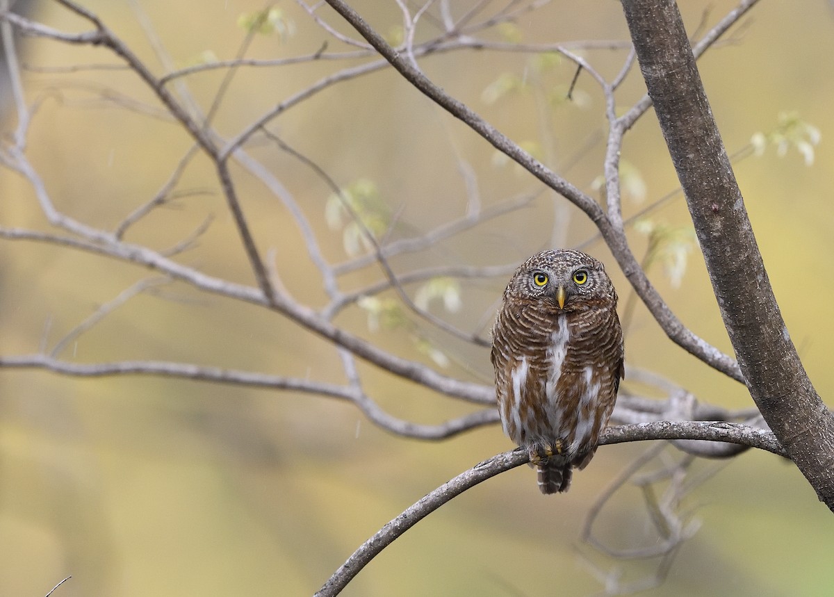 Asian Barred Owlet - Bhaskar Mandal