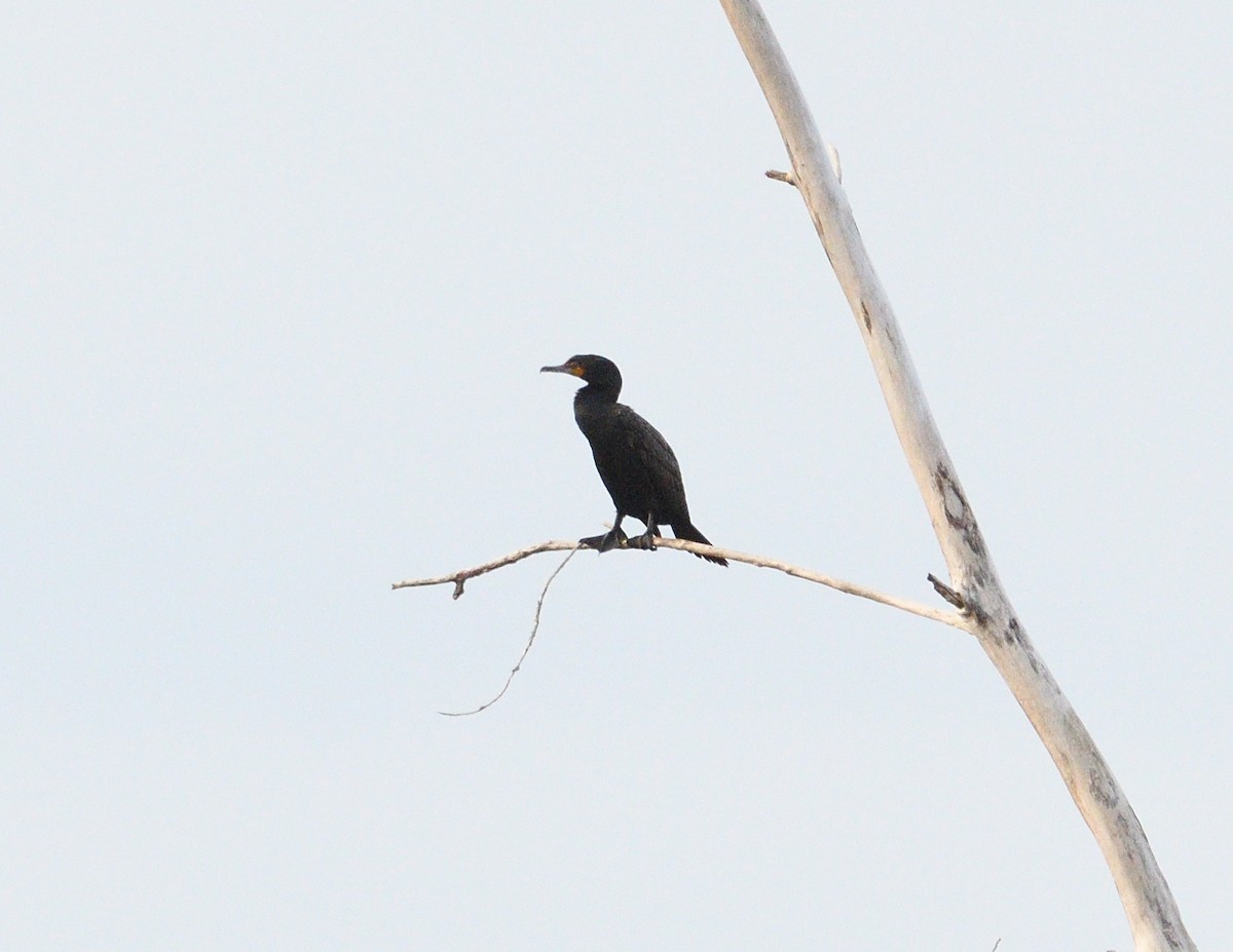 Double-crested Cormorant - Margaret Hough
