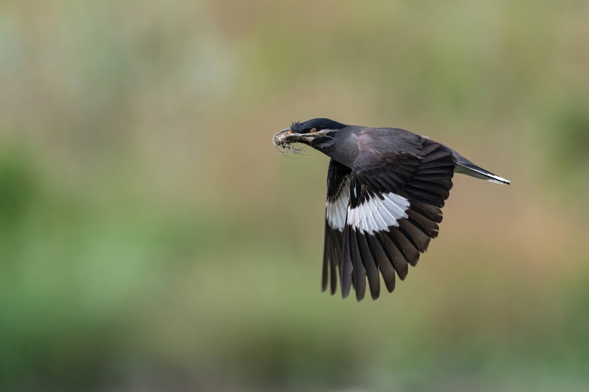 Jungle Myna - Deepak Budhathoki 🦉