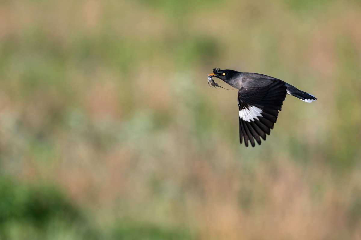 Jungle Myna - Deepak Budhathoki 🦉