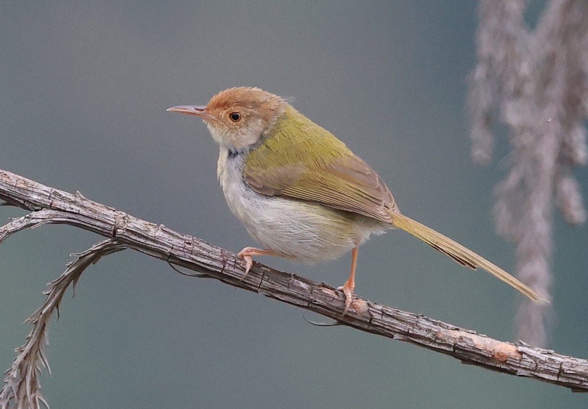 Common Tailorbird - Vijaya Lakshmi