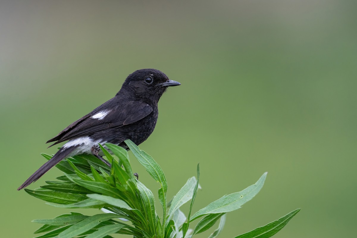 Pied Bushchat - Deepak Budhathoki 🦉