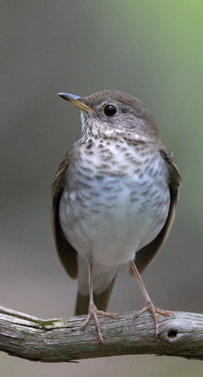 Bicknell's Thrush - Ross Gallardy