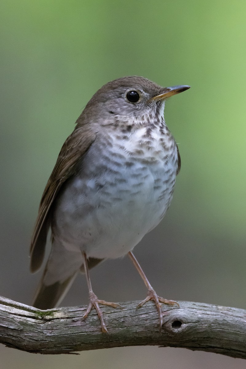 Bicknell's Thrush - Ross Gallardy