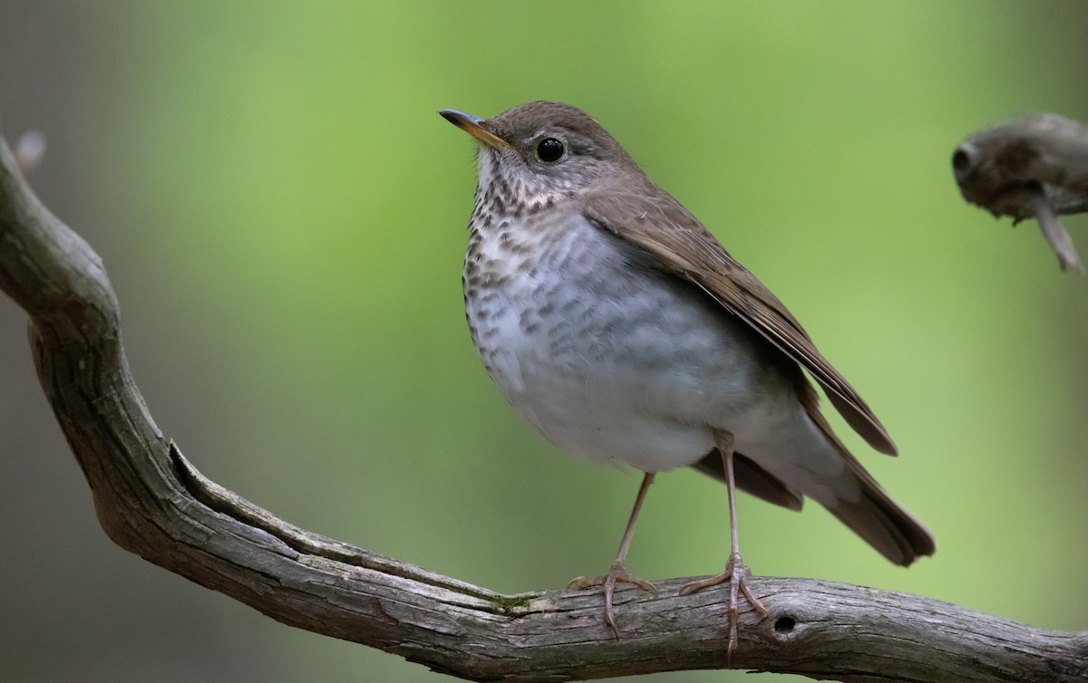 Bicknell's Thrush - Ross Gallardy