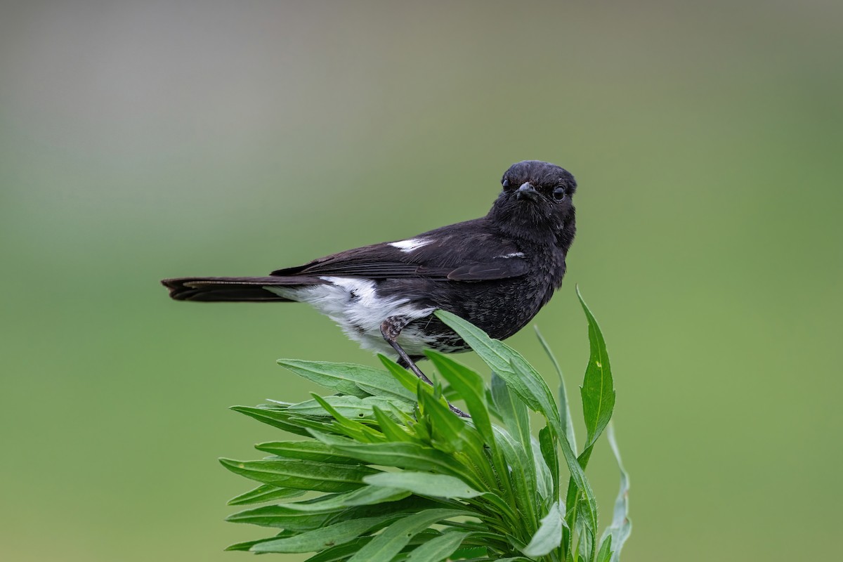 Pied Bushchat - Deepak Budhathoki 🦉