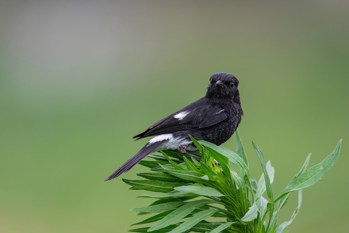 Pied Bushchat - Deepak Budhathoki 🦉