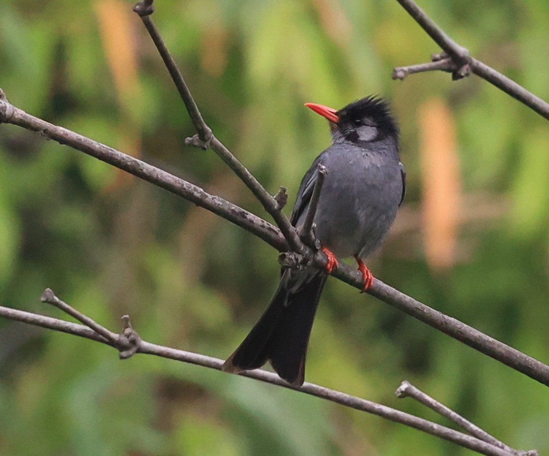 Black Bulbul - Vijaya Lakshmi