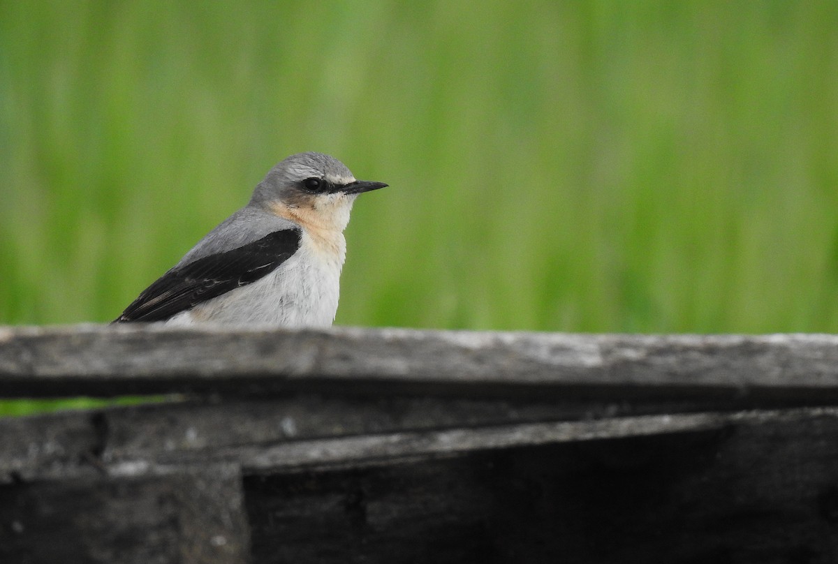 Northern Wheatear - Javier Robres