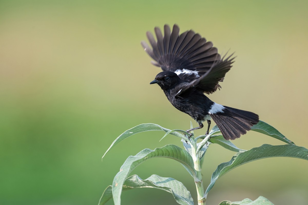 Pied Bushchat - Deepak Budhathoki 🦉