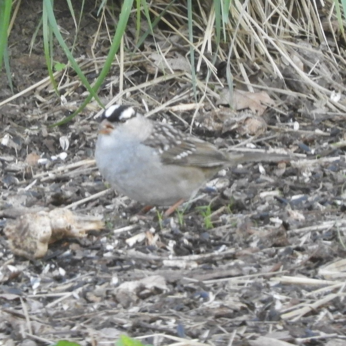 White-crowned Sparrow - Mark Nofsinger