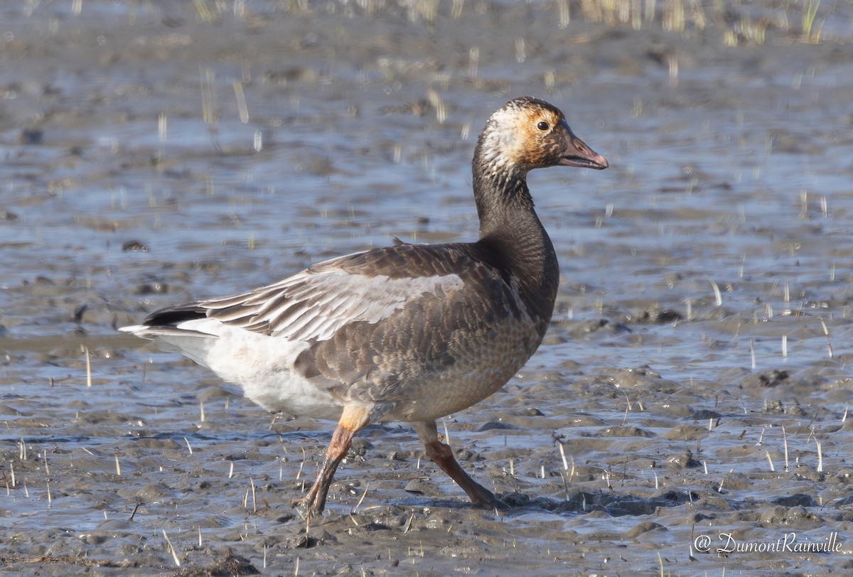 Snow x Ross's Goose (hybrid) - Claire Dumont