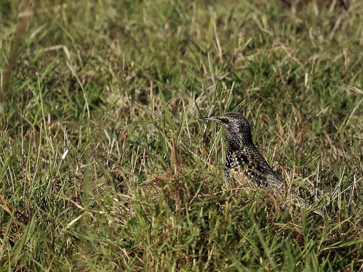 European Starling - Glenda Khoo