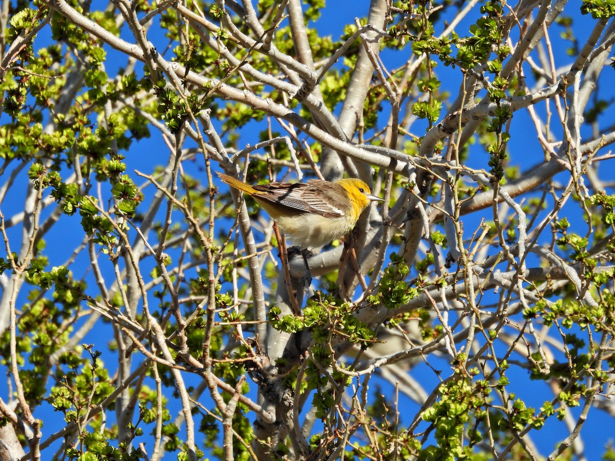 Bullock's Oriole - ML619126325