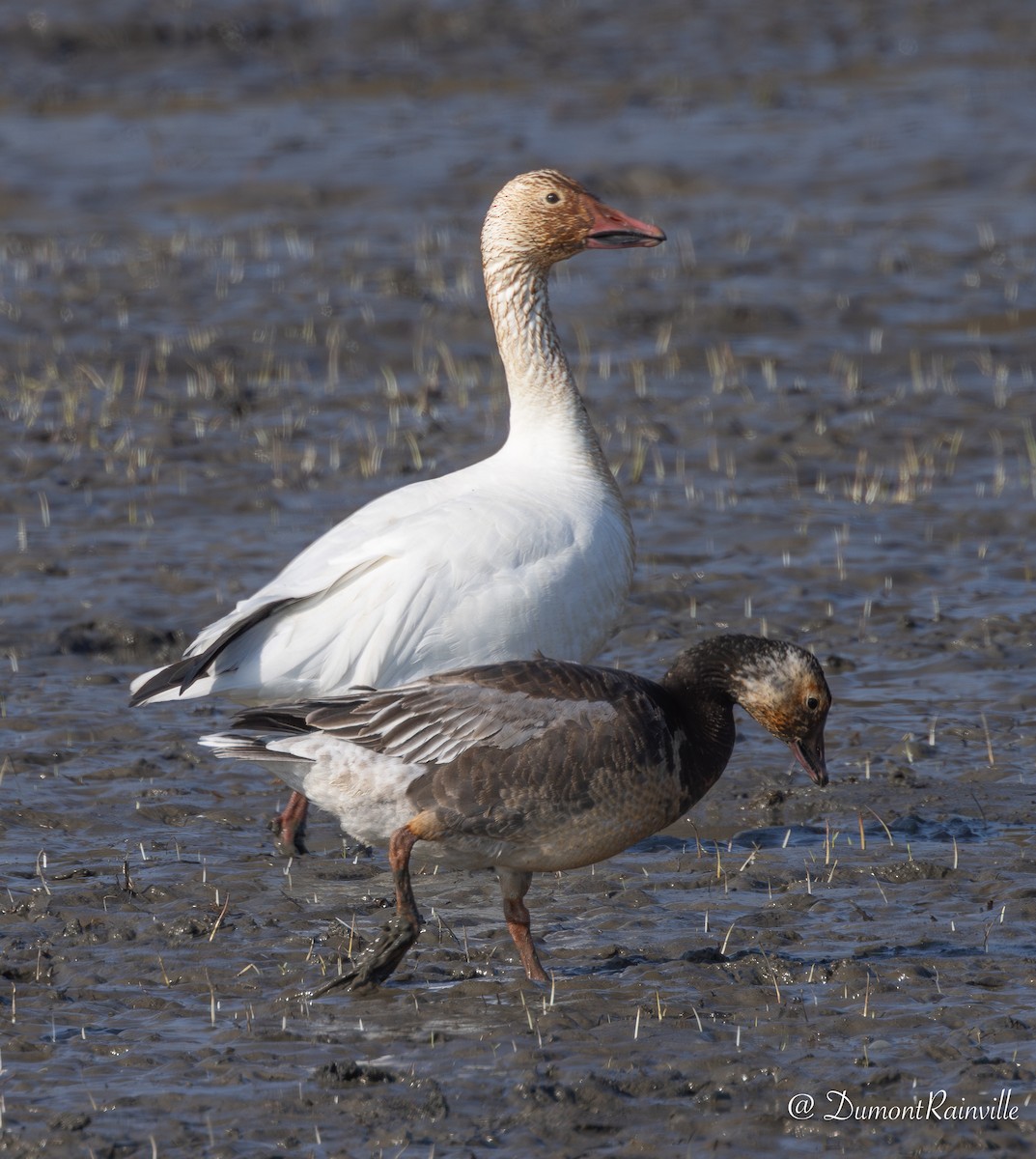 Snow x Ross's Goose (hybrid) - ML619126326