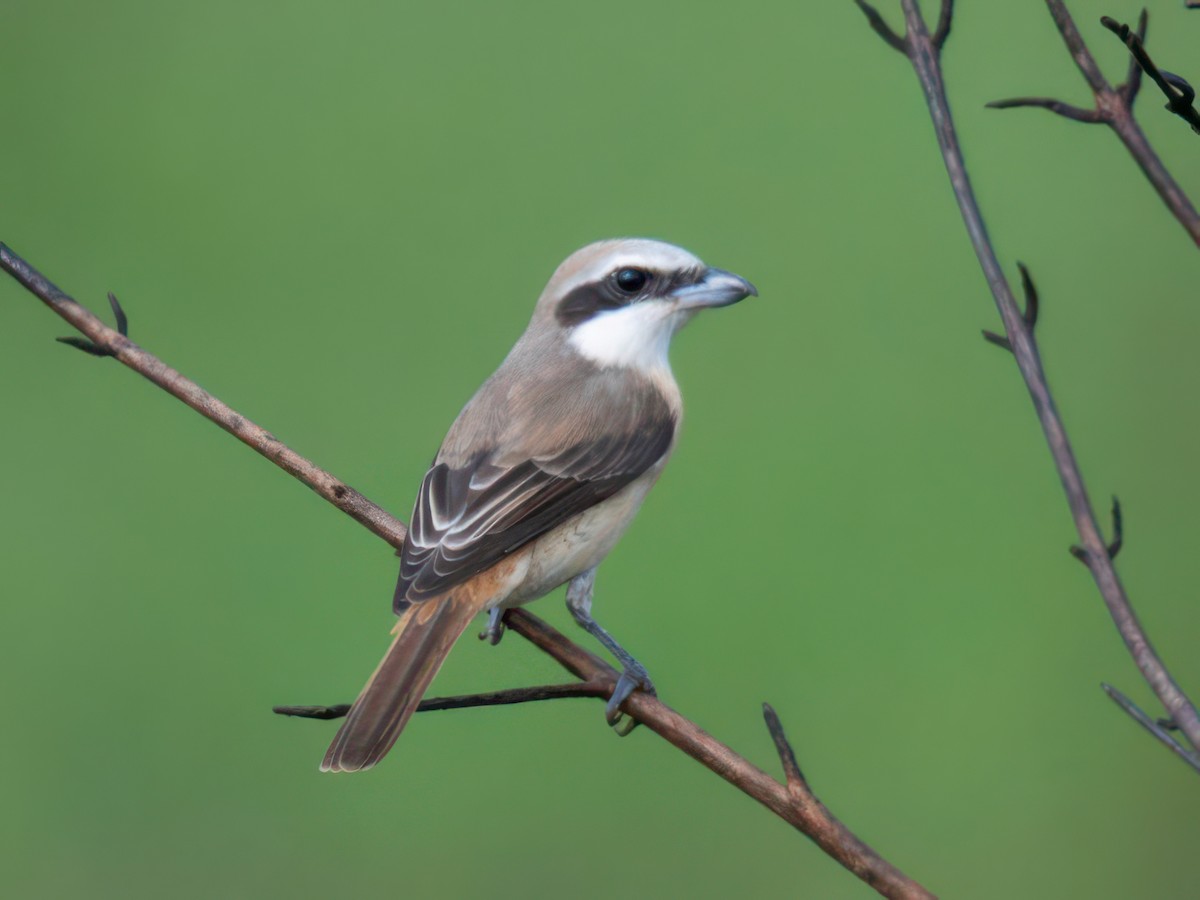 Brown Shrike (Philippine) - Michael Sanders