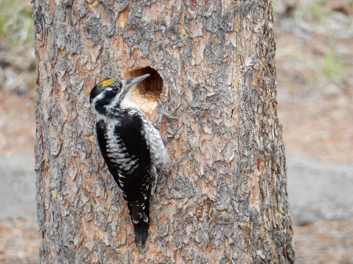 American Three-toed Woodpecker - Darlene Shymkiw