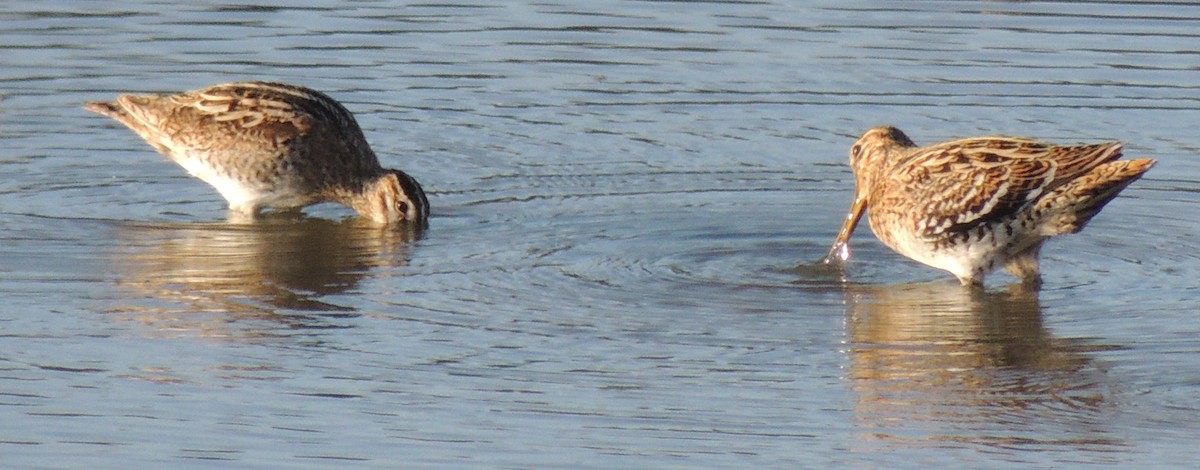 Common Snipe - Mark Easterbrook