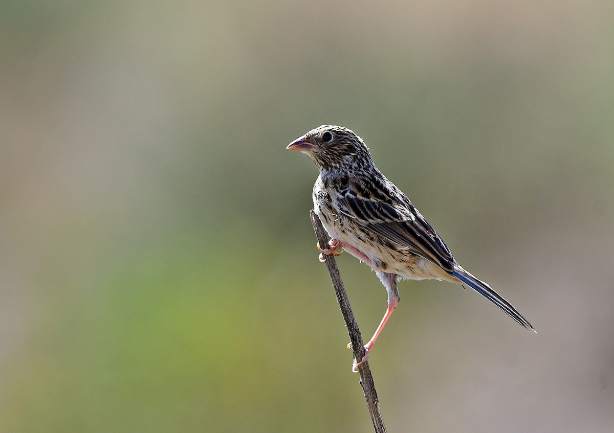 Band-tailed Sierra Finch - Francisco Hamada