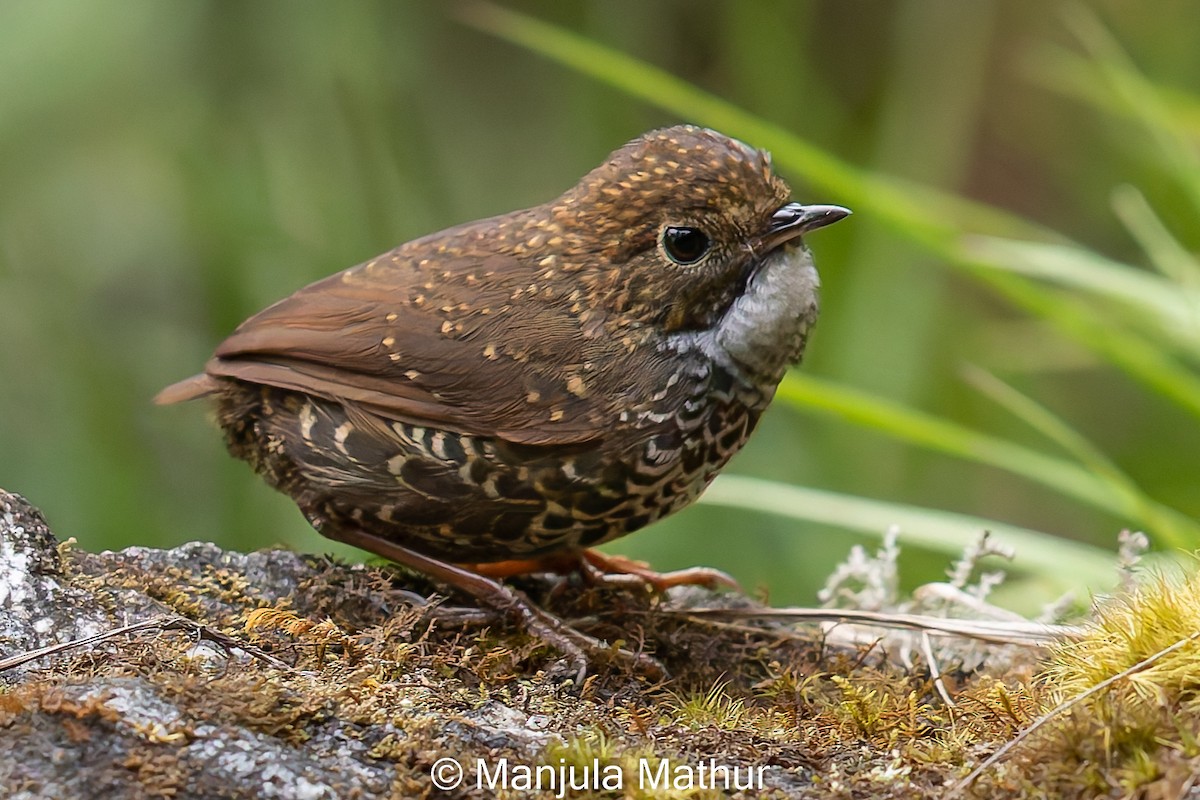 Scaly-breasted Cupwing (Himalayan) - Manjula Mathur