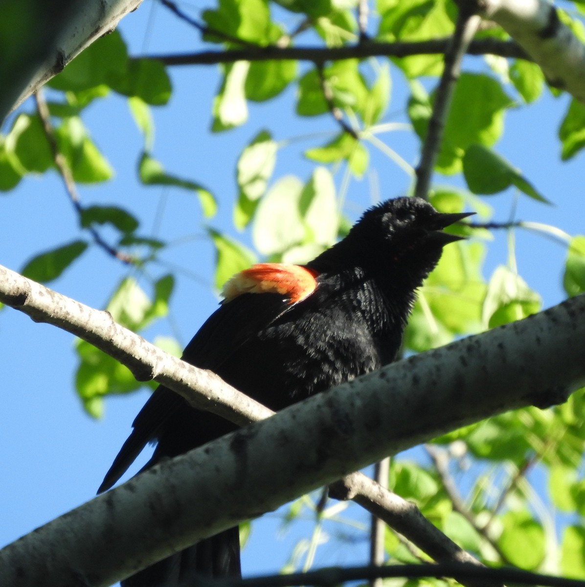 Red-winged Blackbird - ML619126375