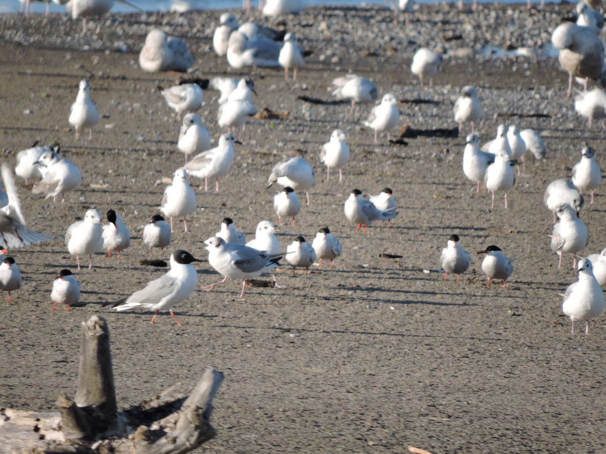 Common Tern - ML619126381