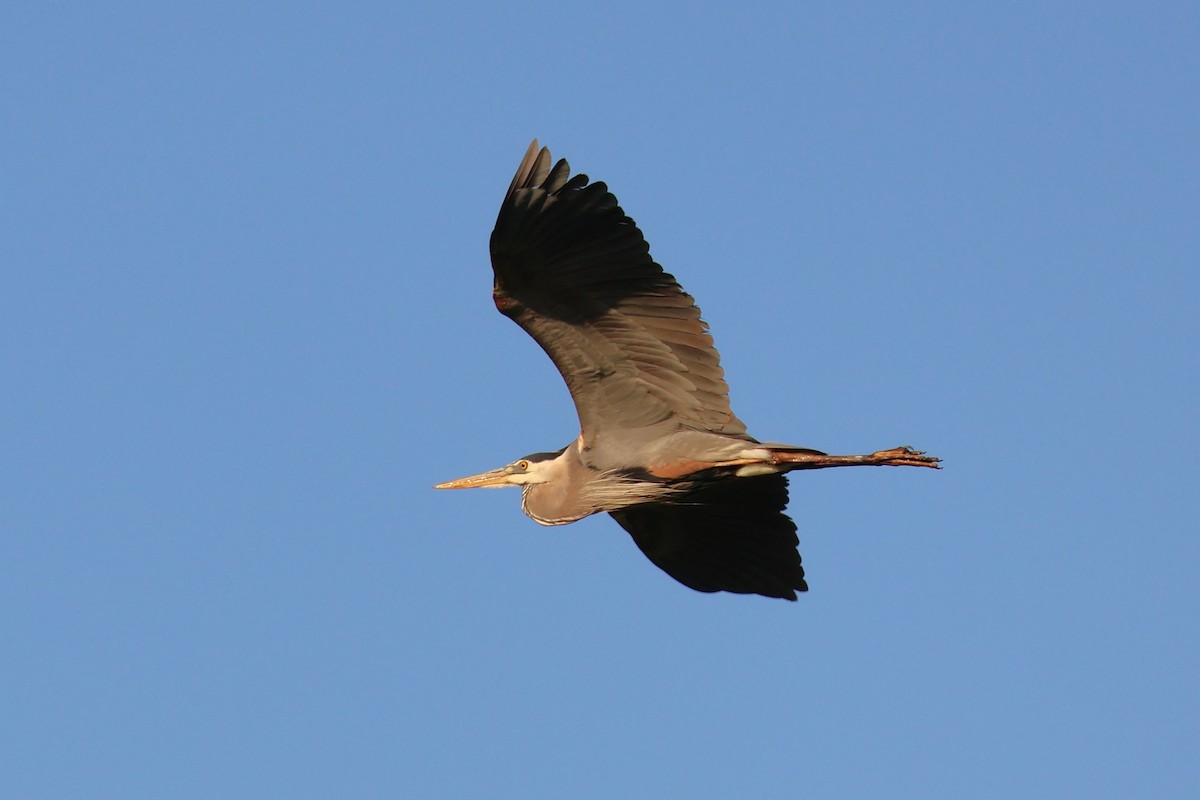 Great Blue Heron - Chad Cornish
