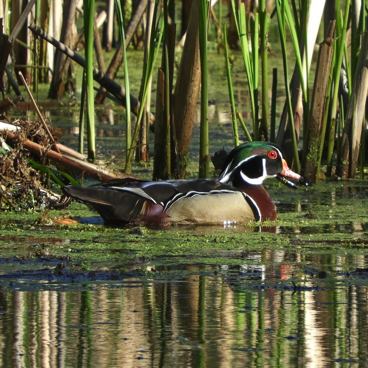 Wood Duck - ML619126384