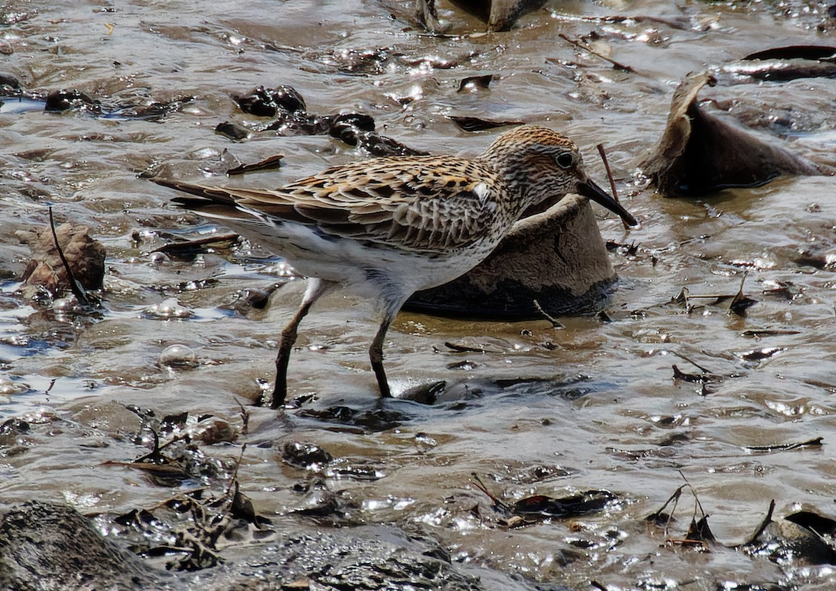 White-rumped Sandpiper - mark hinton