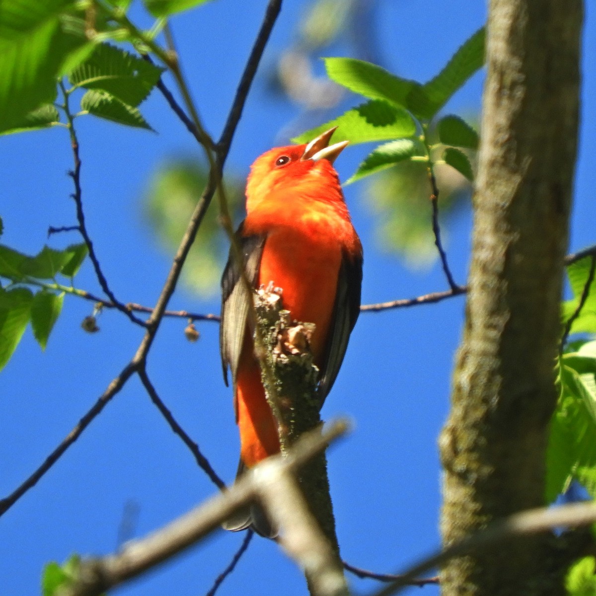 Scarlet Tanager - ML619126400