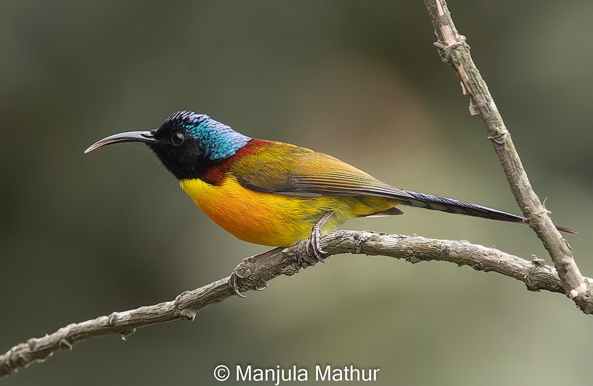 Green-tailed Sunbird - Manjula Mathur