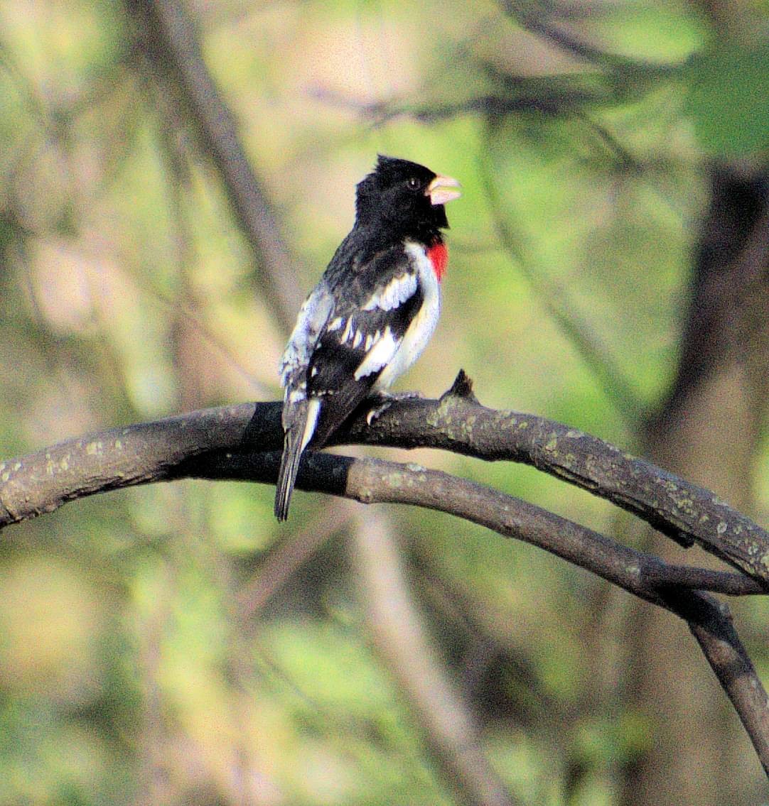 Rose-breasted Grosbeak - Marjorie Fiedler