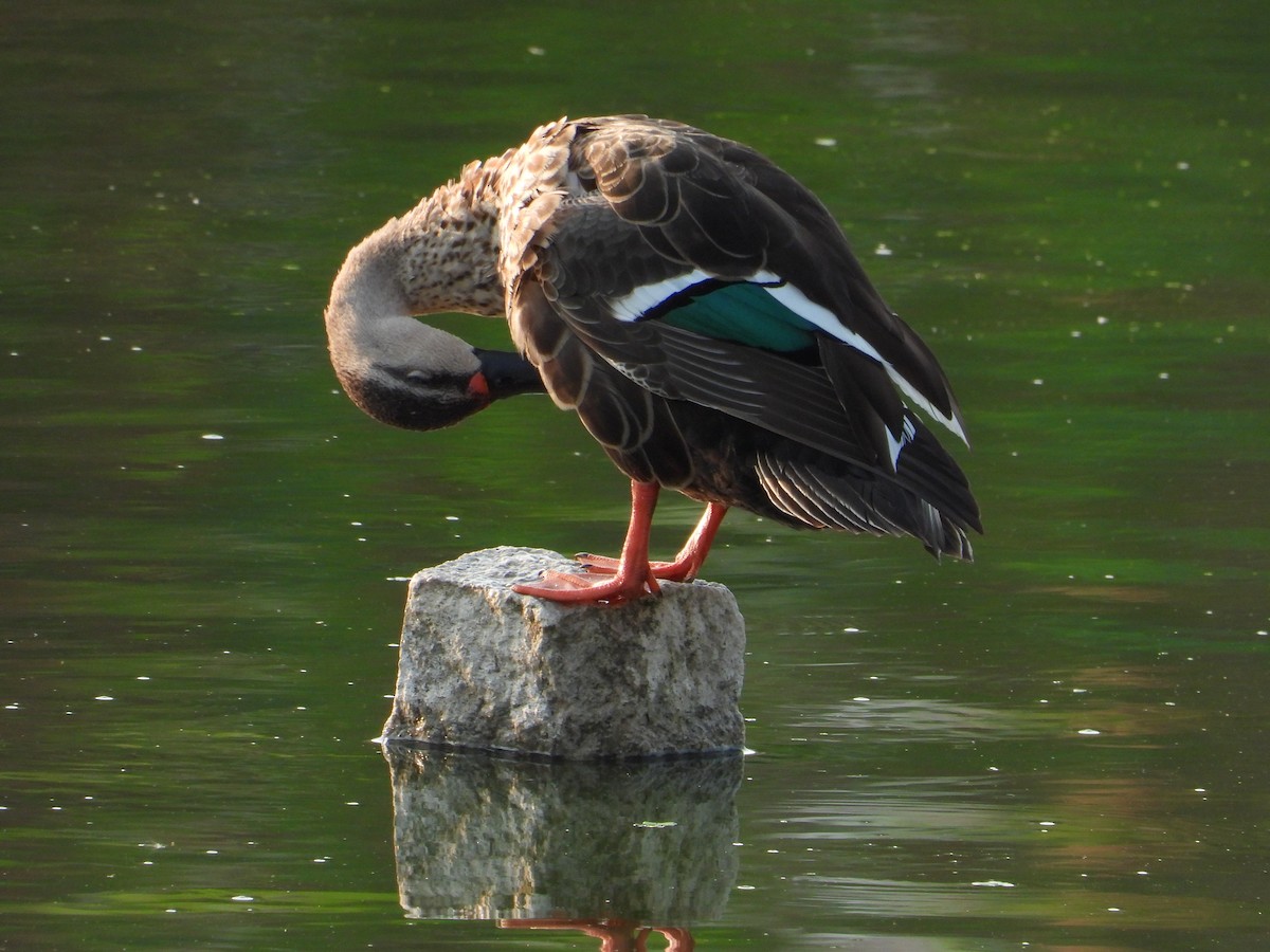 Indian Spot-billed Duck - tina shangloo