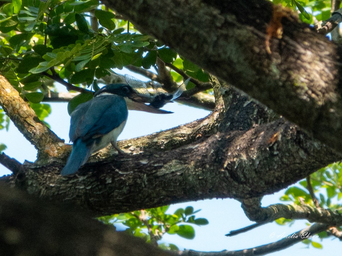 Collared Kingfisher - ML619126476