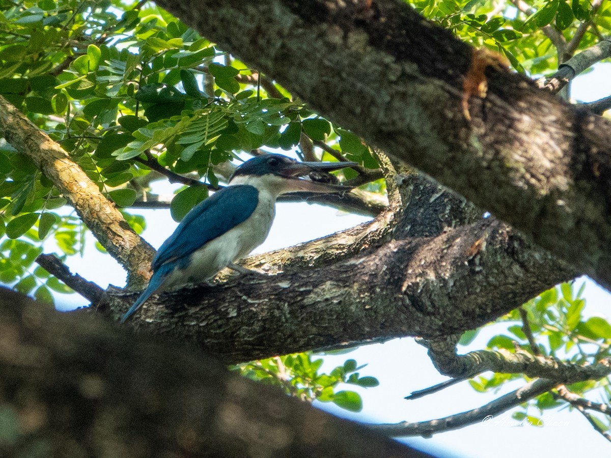 Collared Kingfisher - Amelia Choon