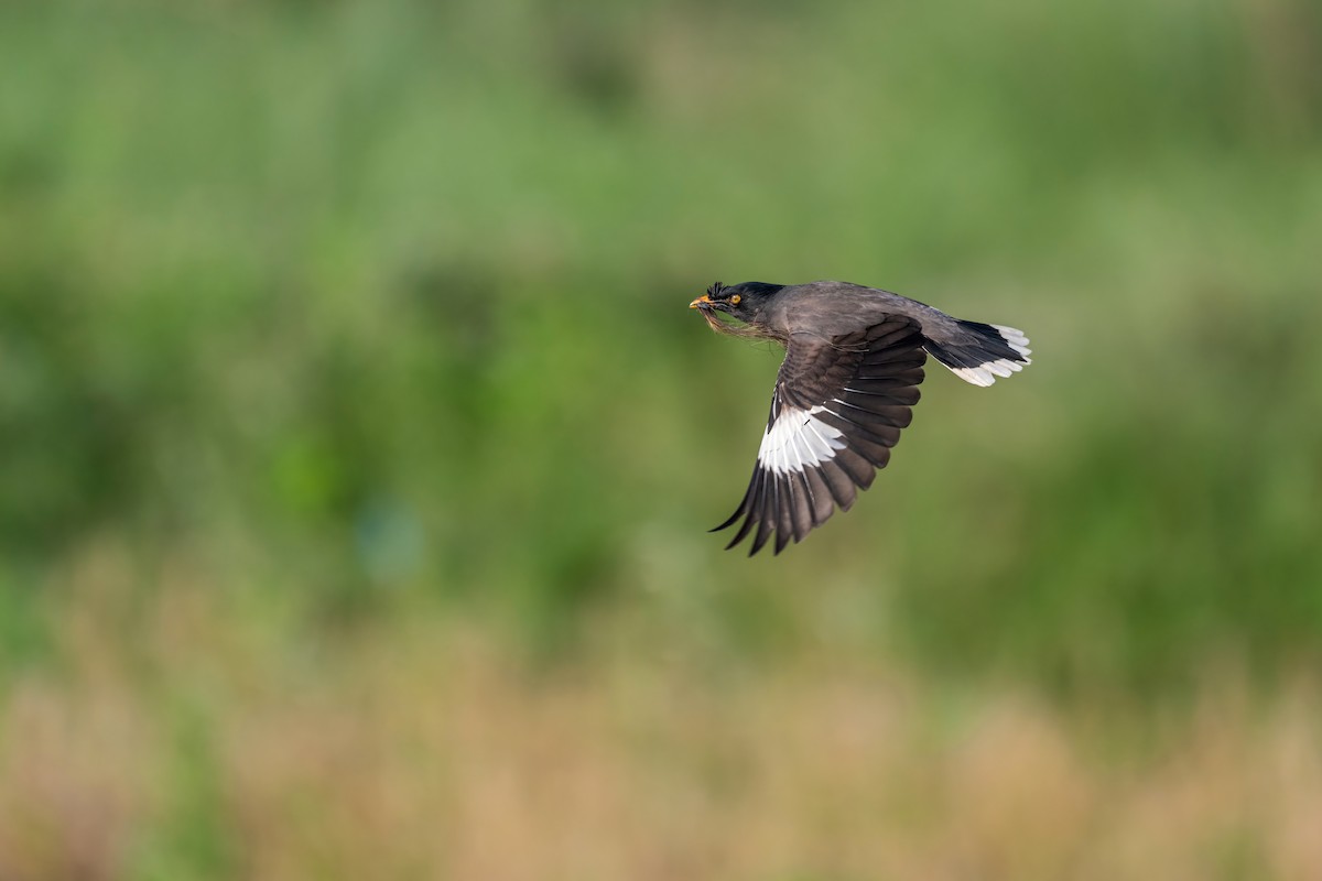 Jungle Myna - Deepak Budhathoki 🦉