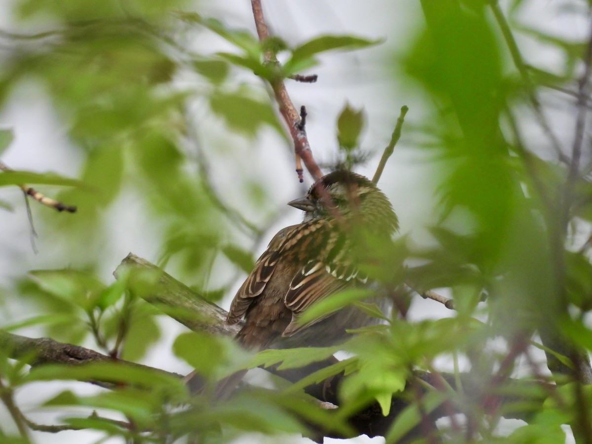 White-throated Sparrow - Moira Swinton
