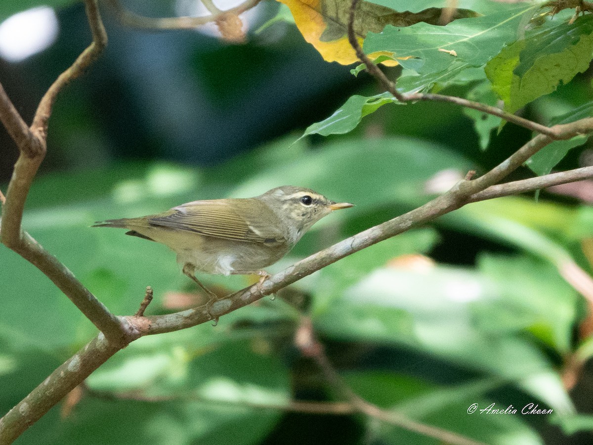 Arctic Warbler - Amelia Choon