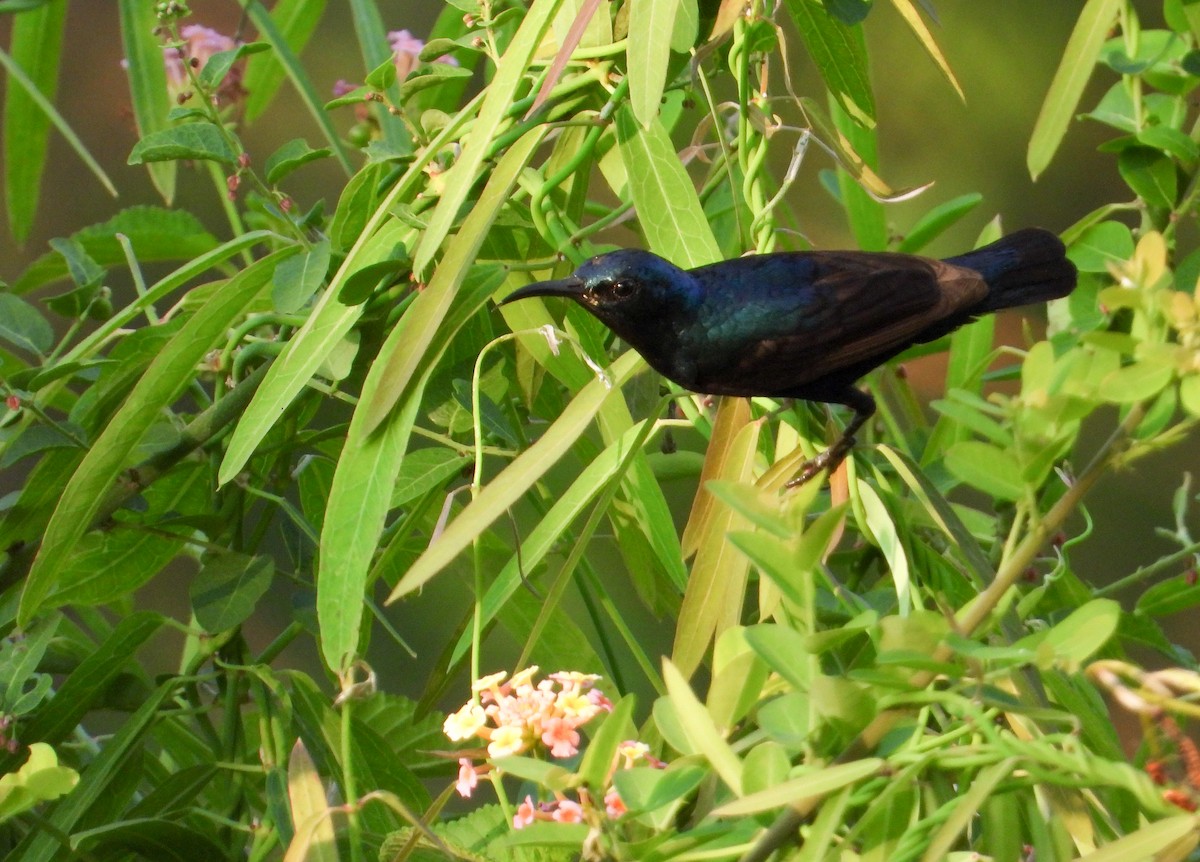 Purple Sunbird - tina shangloo