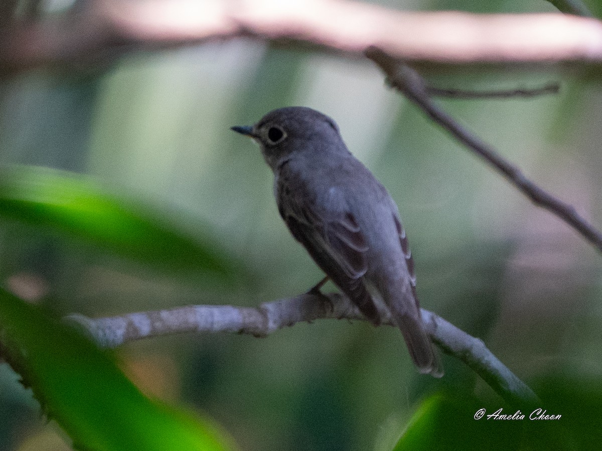 Asian Brown Flycatcher - Amelia Choon