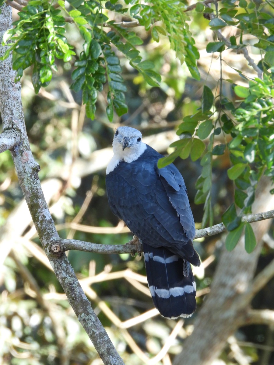 Gray-headed Kite - Anonymous