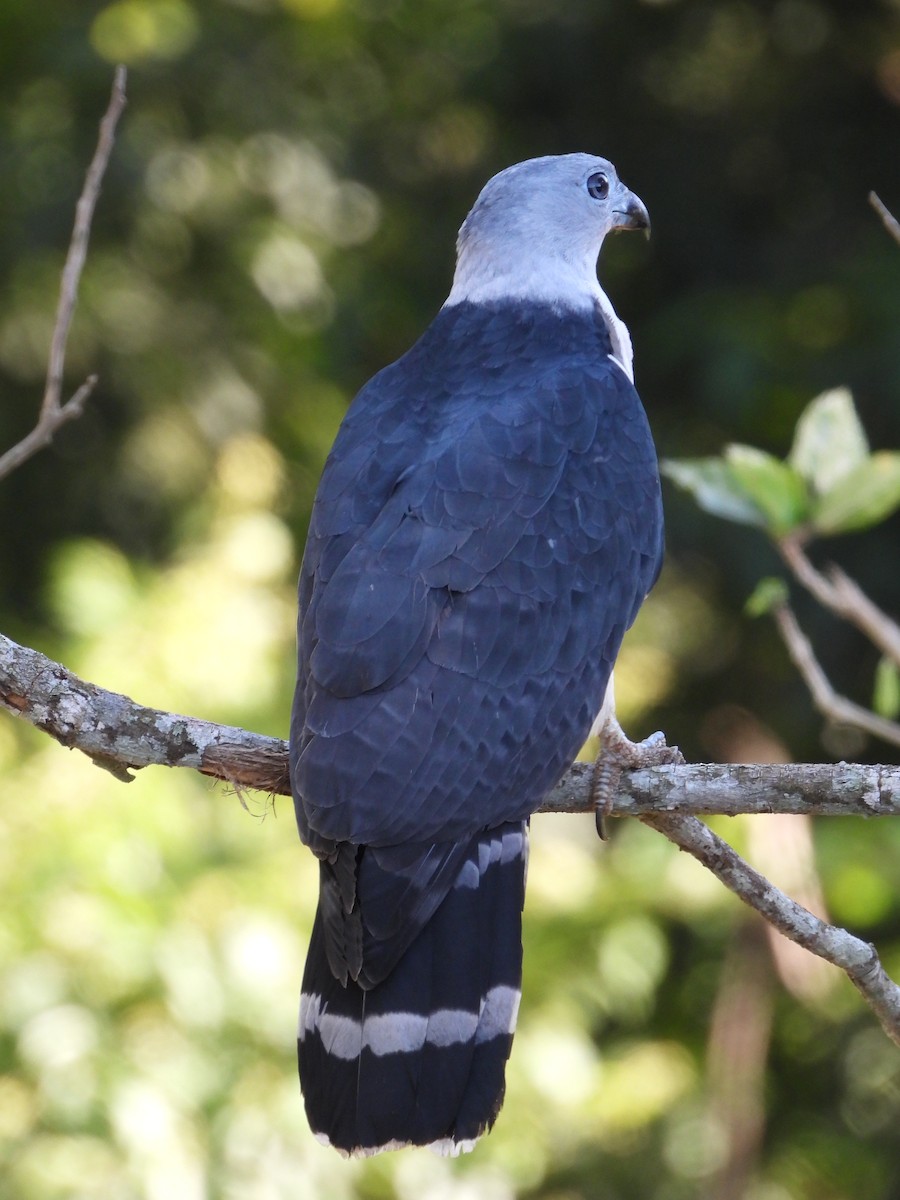 Gray-headed Kite - Anonymous