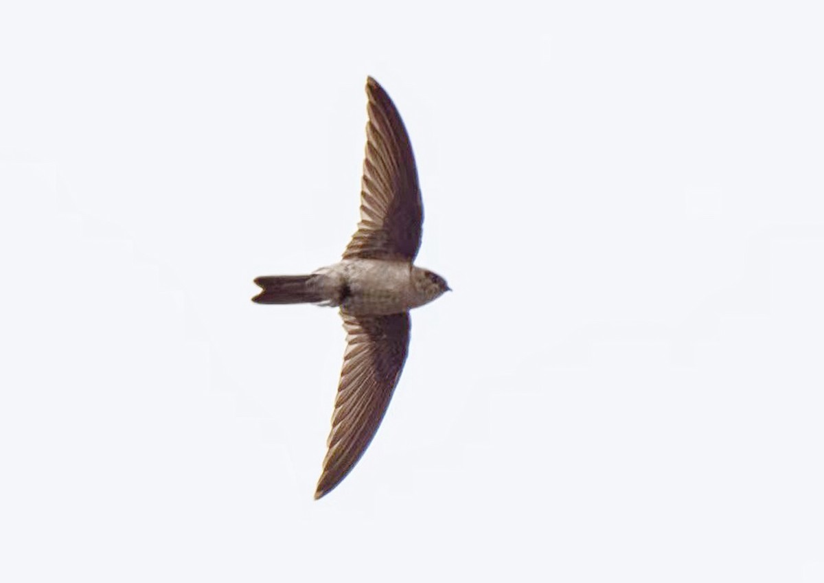 Himalayan Swiftlet - 浙江 重要鸟讯汇整