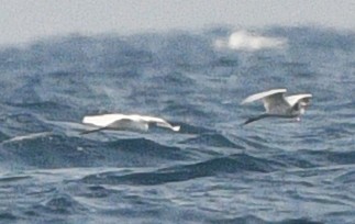 white egret sp. - Elizabeth Hawkins