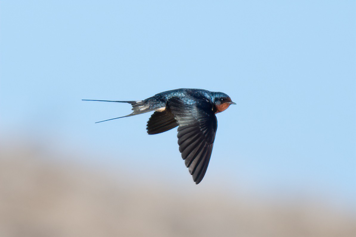 Barn Swallow - ML619126536